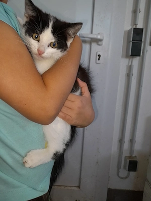 Katzen 12 Wochen alt Bild 2