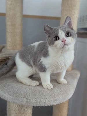Selkirk Rex in lilac und chocolate  Bild 4