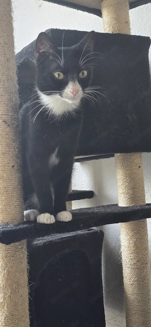 Kater zu verkaufen 
