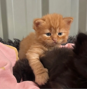 Rasse trifft Rasse   Maine Coon XXL - Britisch Langhaar
