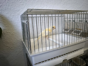 Junge Weibliche Fiorino Mischling aus 26