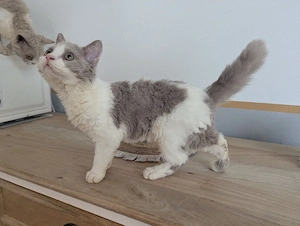 Selkirk Rex in lilac und chocolate  Bild 7