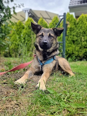 Rüde Lenny   coole Socke mit viel Potenzial Bild 2