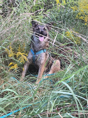 Rüde Lenny   coole Socke mit viel Potenzial Bild 10