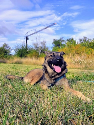Rüde Lenny   coole Socke mit viel Potenzial Bild 3