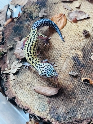 Charmantes Leo Männchen  Bild 3