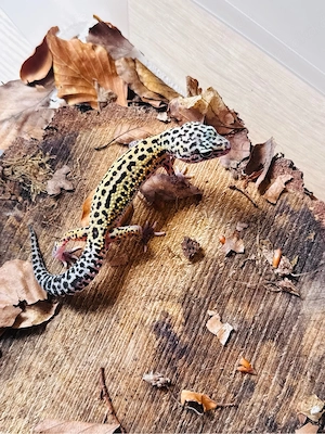 Charmantes Leo Männchen 