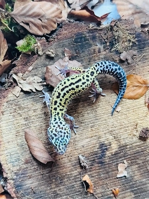 Charmantes Leo Männchen  Bild 2