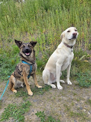 Rüde Lenny   coole Socke mit viel Potenzial Bild 4