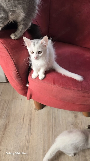 Hauskatzen 
