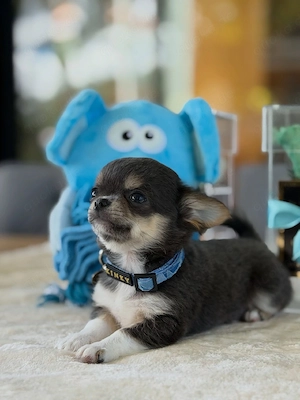      Chihuahua-Welpen   liebevolles Für-immer-Zuhause gesucht
