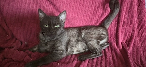 Katze weiblich in gute Hände abzugeben 