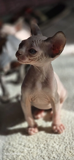 Sphynx Kitten Kater Katze 