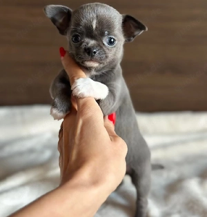      Chihuahua-Welpen suchen ihre liebevolle Familie