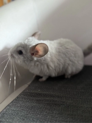 junges chinchilla weibchen 