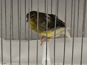 Junge reinrassige Fiorino positurkanarien aus 26 ganz gesund und munter 