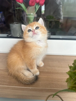 Süßer BKH Kater Bild 2