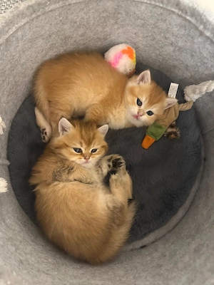 Süßer BKH Kater Bild 4