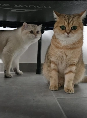 Süßer BKH Kater Bild 5