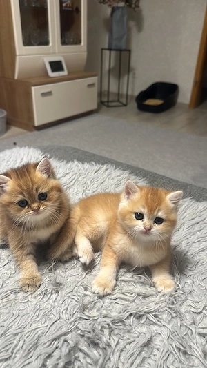 Süßer BKH Kater Bild 3