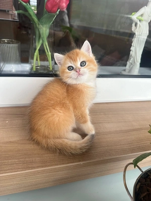Süßer BKH Kater