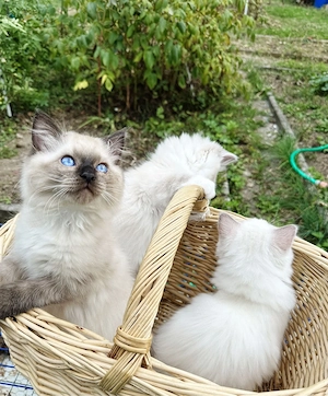     Reinrassige Ragdoll-Kitten mit Stammbaum 