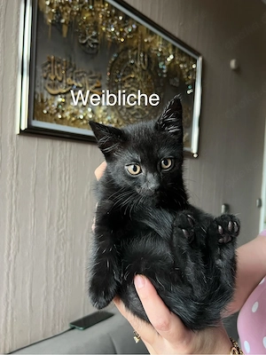 jung katzen  Bild 3