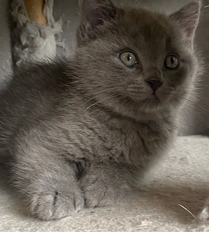 BKH Kitten  Junge Blue sehr lieb reinrassig
