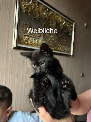 jung katzen  Bild 2