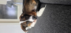 Ruffy sucht sein Platz 