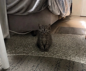 reinrassiges bkh kitten mädchen farbe black smoke