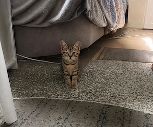 reinrassiges bkh kitten mädchen