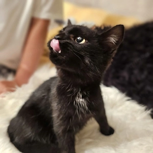 EKH Kitten 
