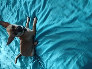 Chihuahua hündin 5 monate
