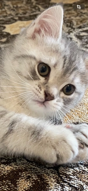 BKH Junge Kitten silver tabby reinrassig lieb