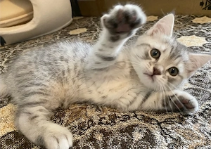 BKH Kitten  Junge silver Tabby intelligent