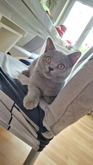 BKH Kitten