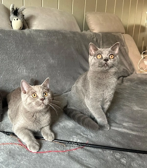 BKH Kitten