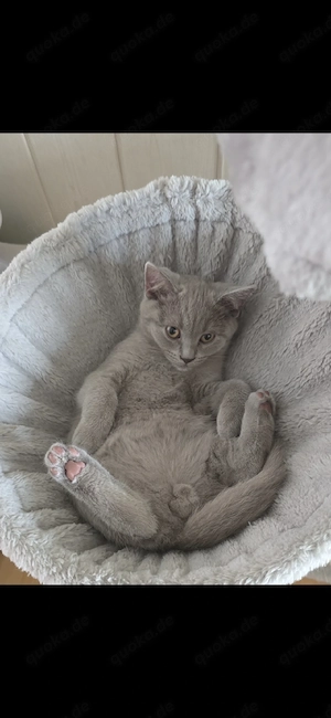 BKH Kitten Bild 5