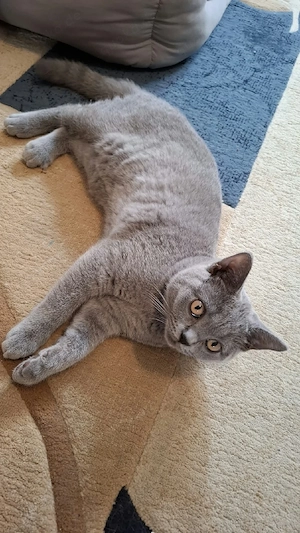 BKH Kitten Bild 2