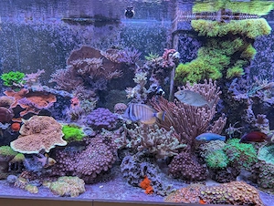 Meerwasser Aquarium Auflösung Korallen Fische Technik 
