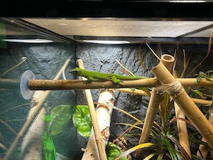 Madagaskar Taggecko 1,5 jahre 