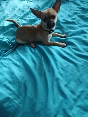 Chihuahua hündin 5 monate