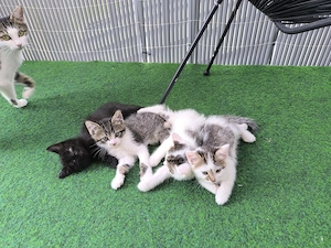 Katzen verkaufen 
