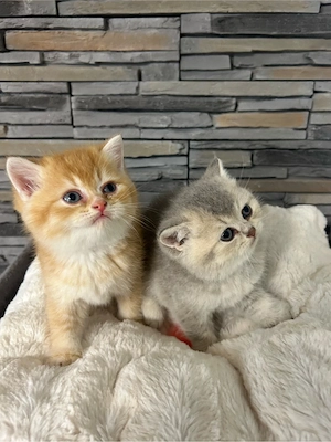 BKH Kitten  Bild 4