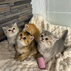 BKH Kitten  Bild 2