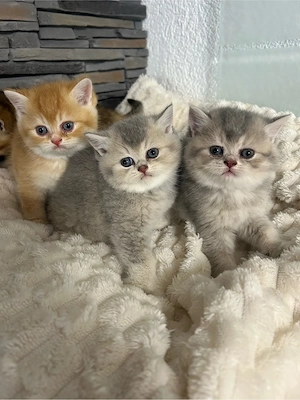 BKH Kitten 
