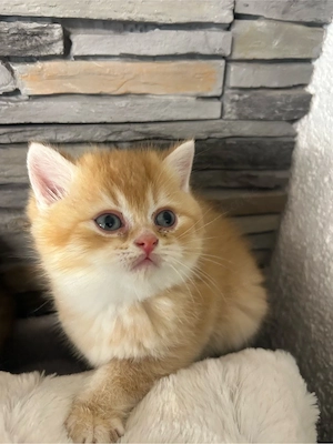 BKH Kitten  Bild 3