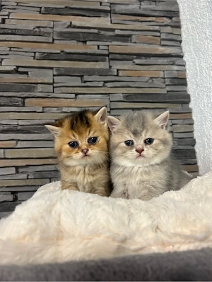 BKH Kitten  Bild 5