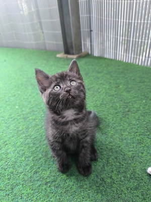 Katze verkaufen 
